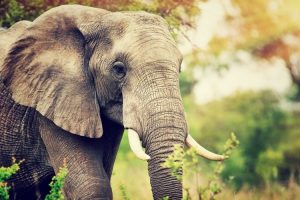 Gajah Liar di Thailand Masuk Toko